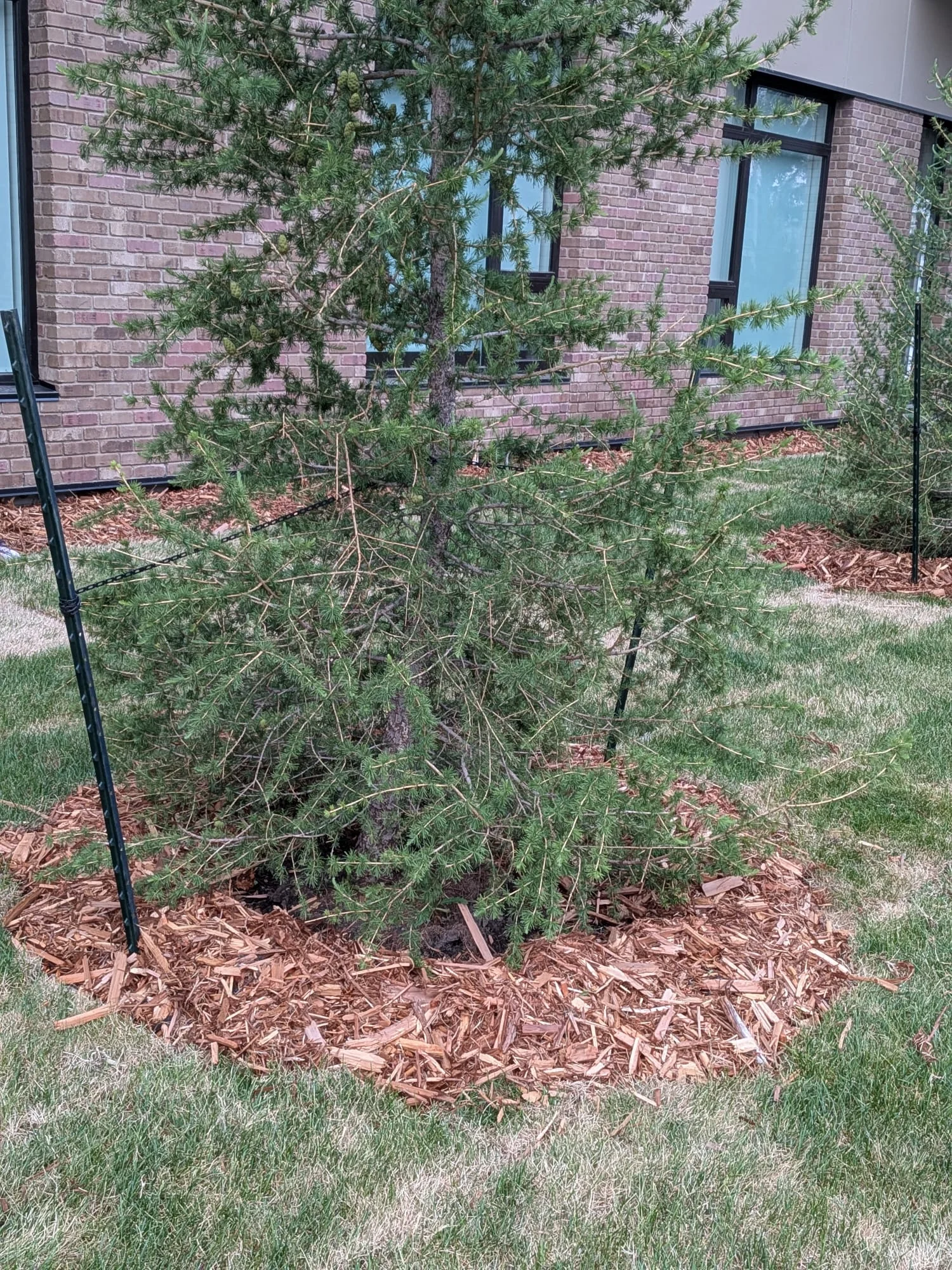 Evergreen tree and carefully mulched base