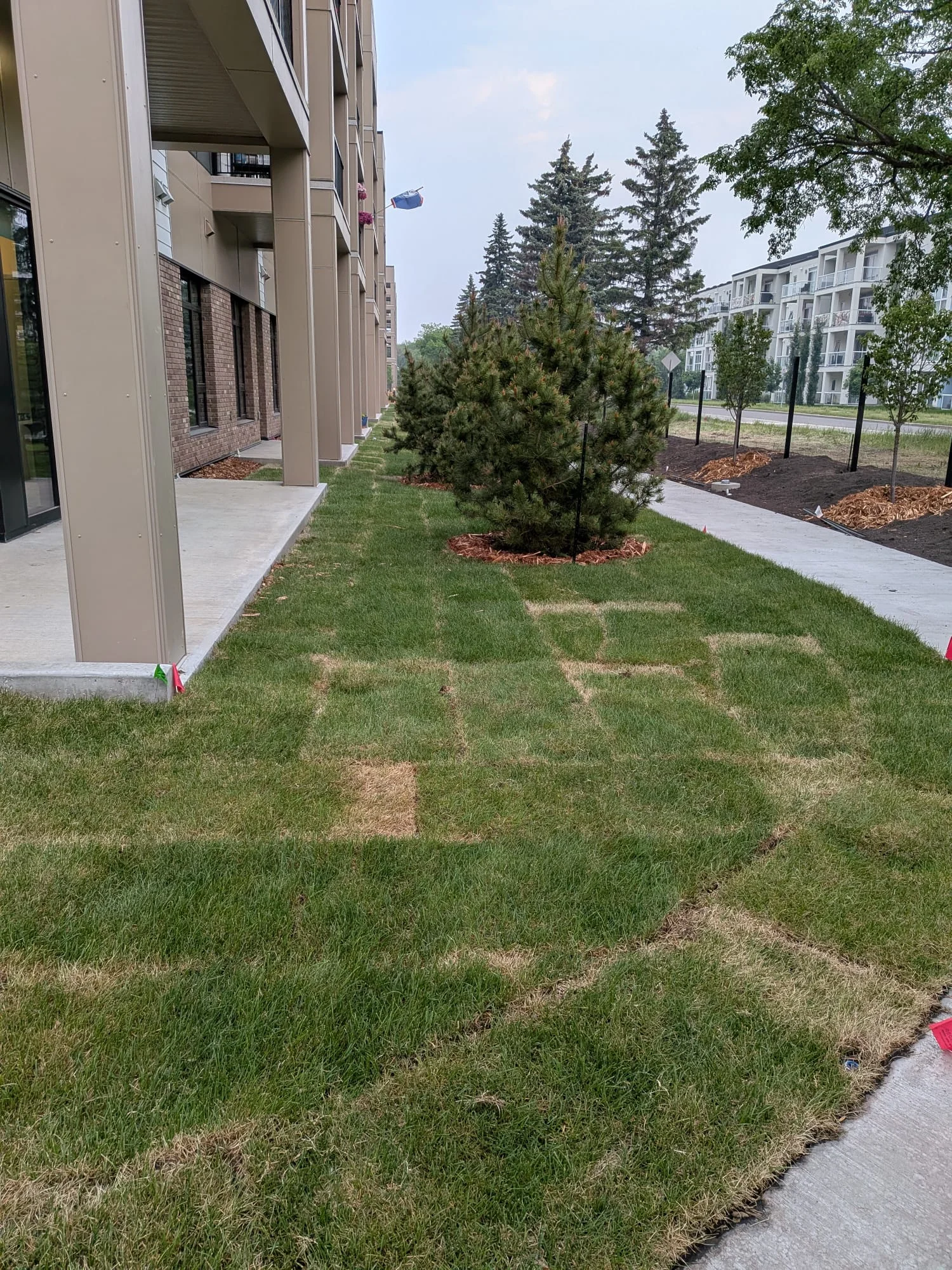 Young evergreens along residential property