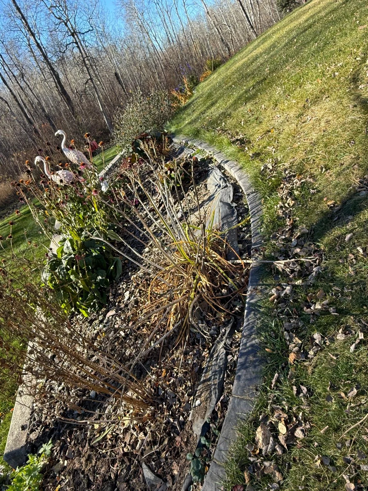 Defined curved border separating lawn and planted bed