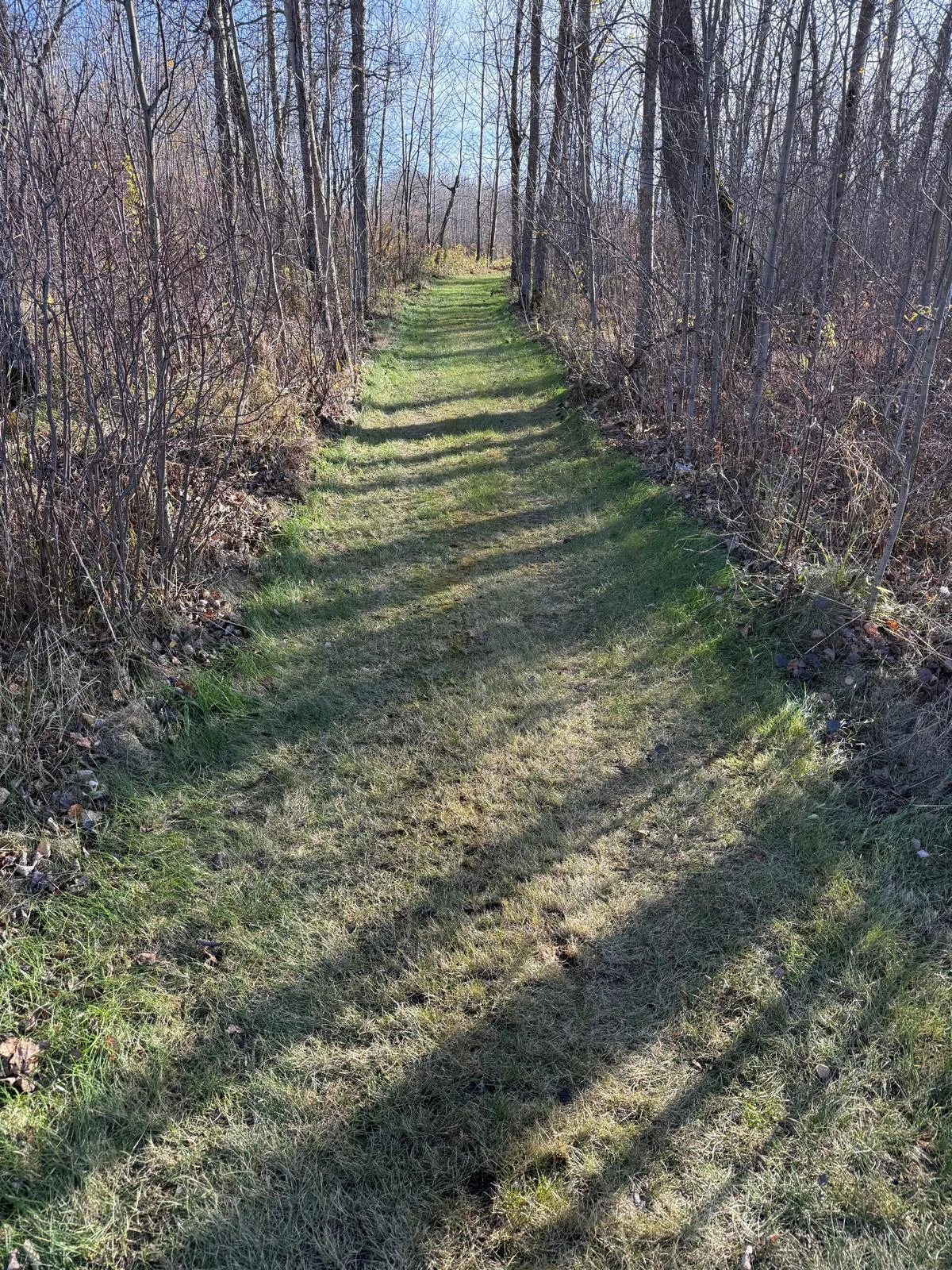 Grass path maintained through wooded surroundings