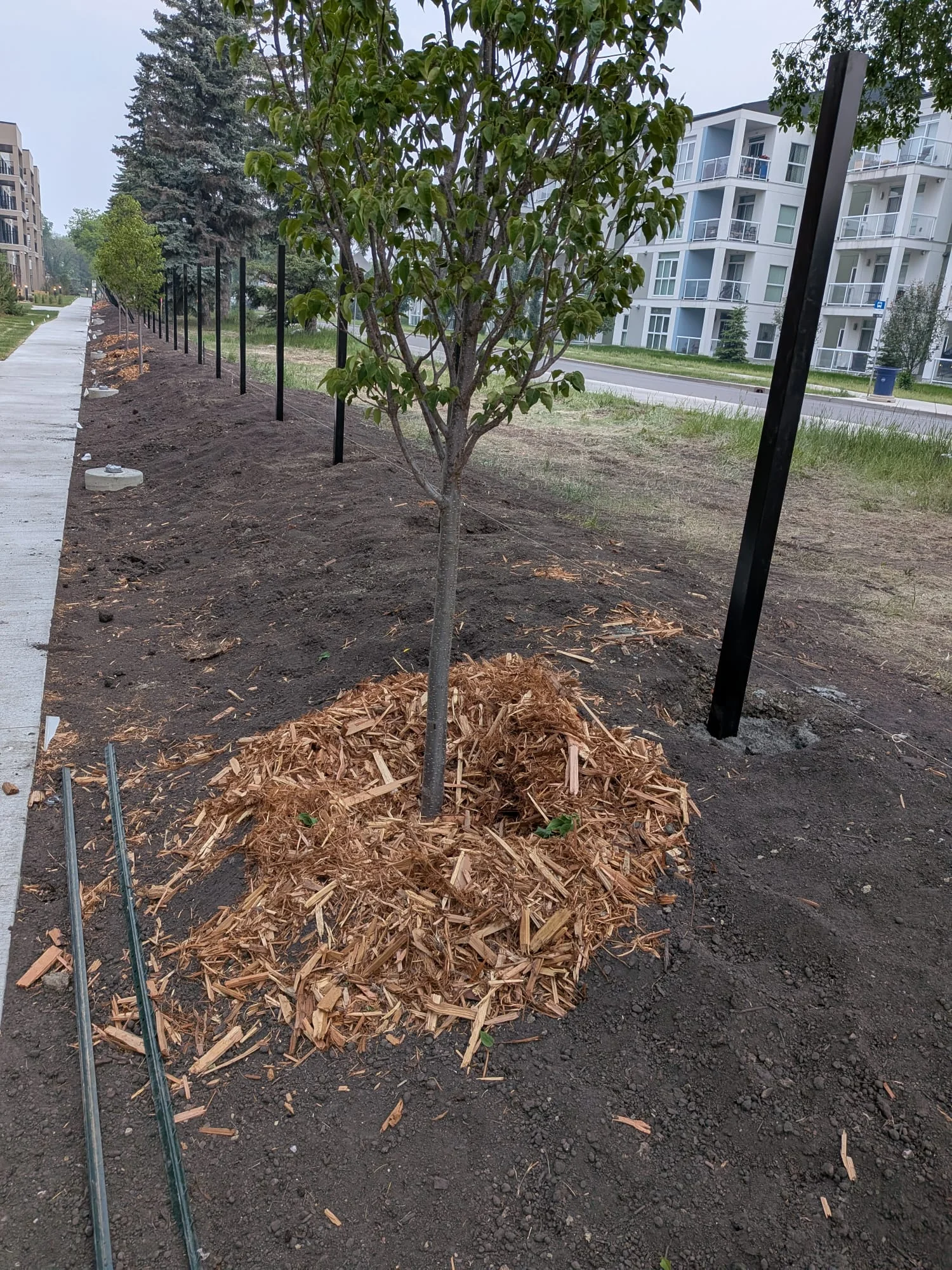 Fresh mulch around a newly planted tree