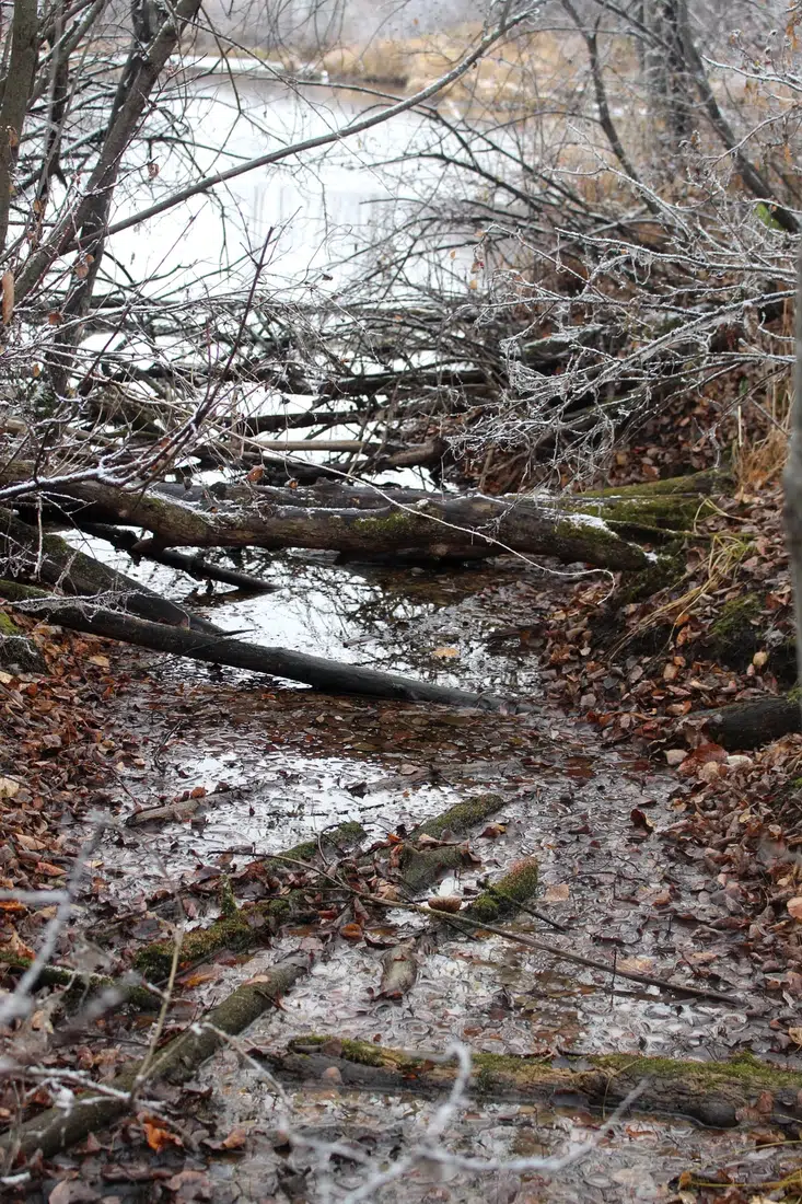 Before cleanup, fallen branches and leaf debris over water