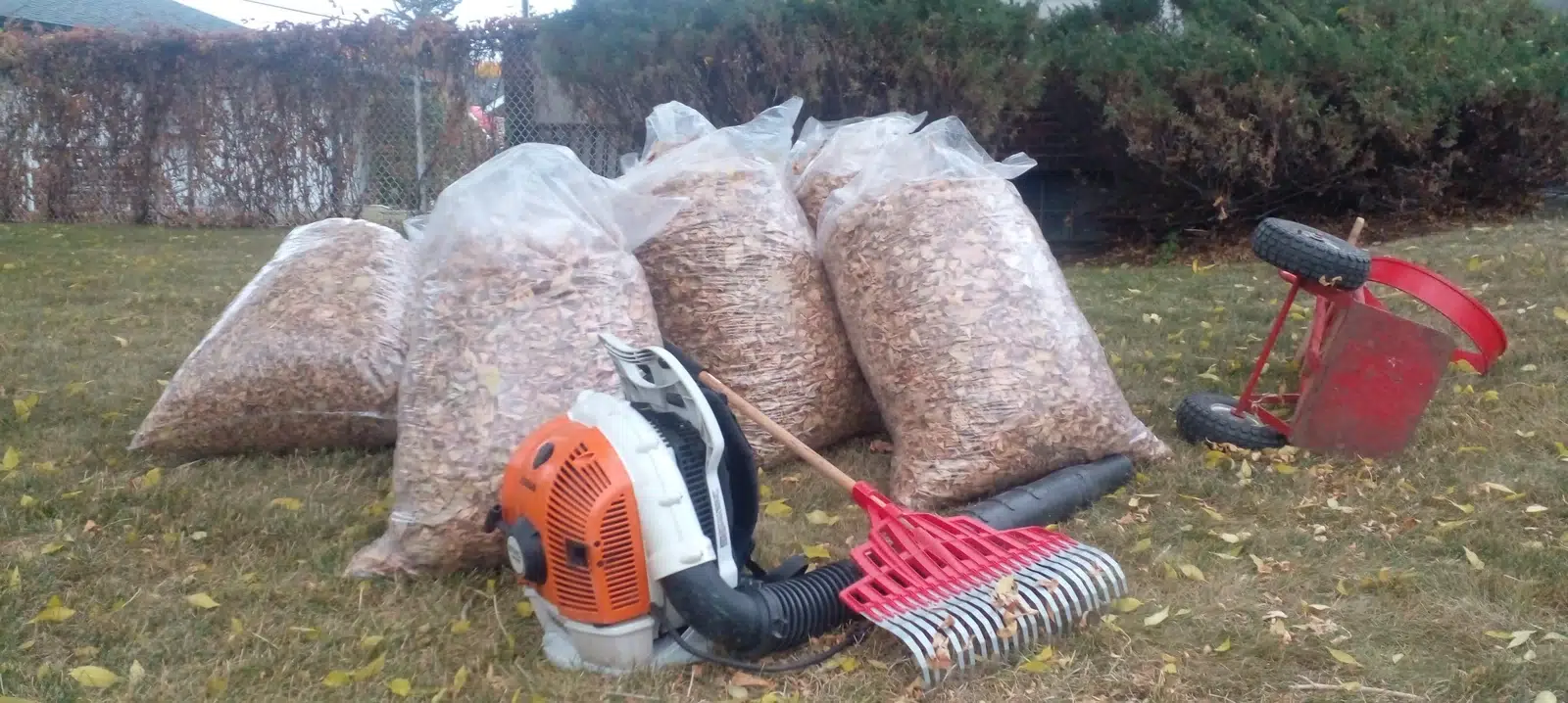 Seasonal Cleanup