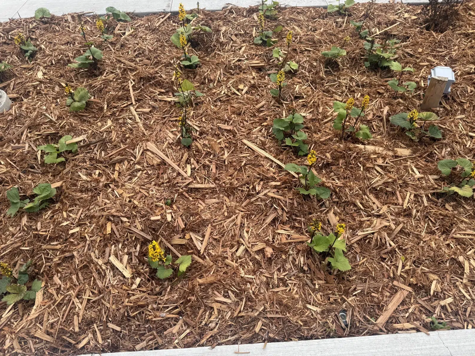 Planting & Mulch