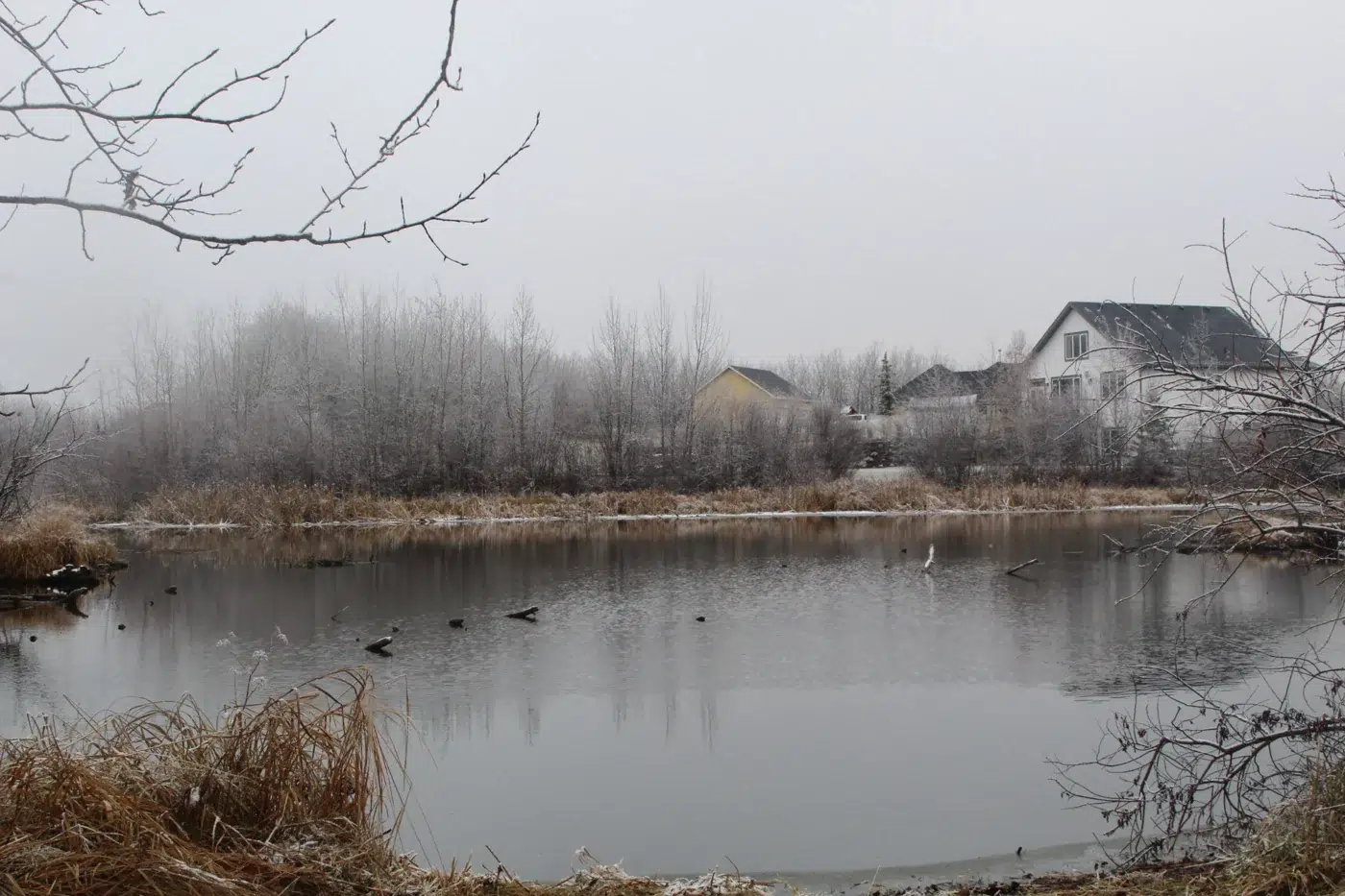 Pondside Landscape