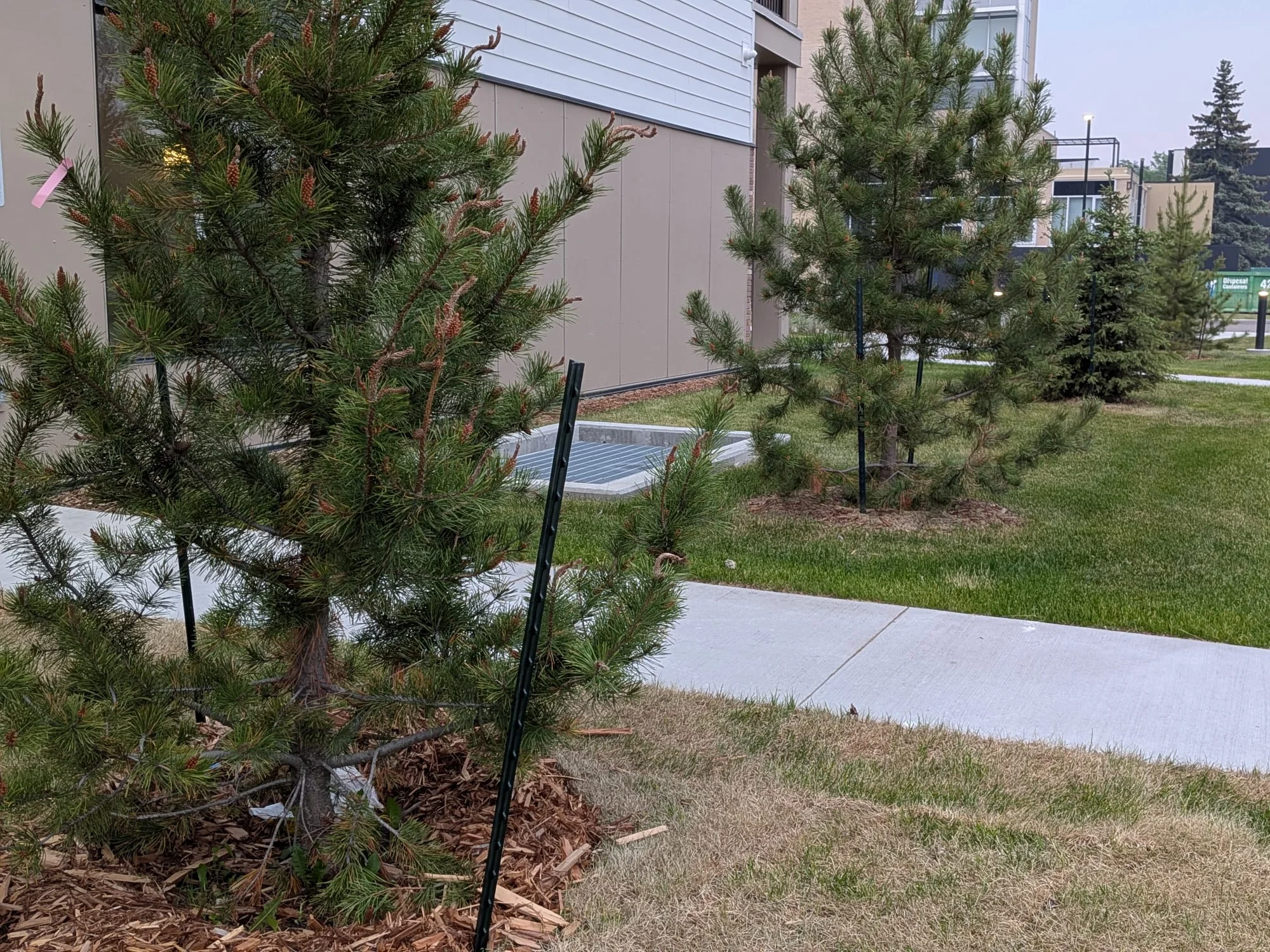 Evergreen plants set in mulched beds