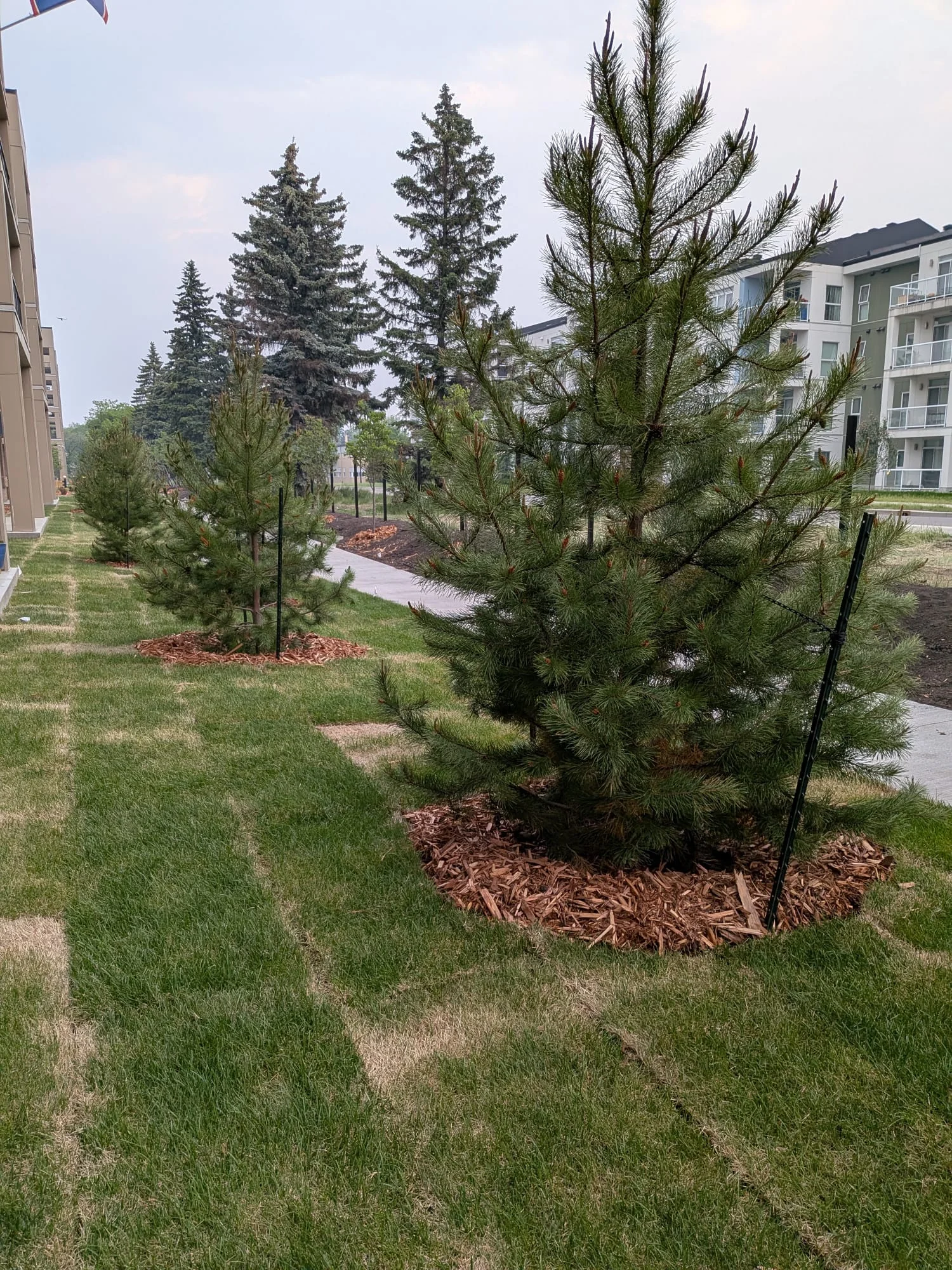 Evergreen planting and surrounding lawn
