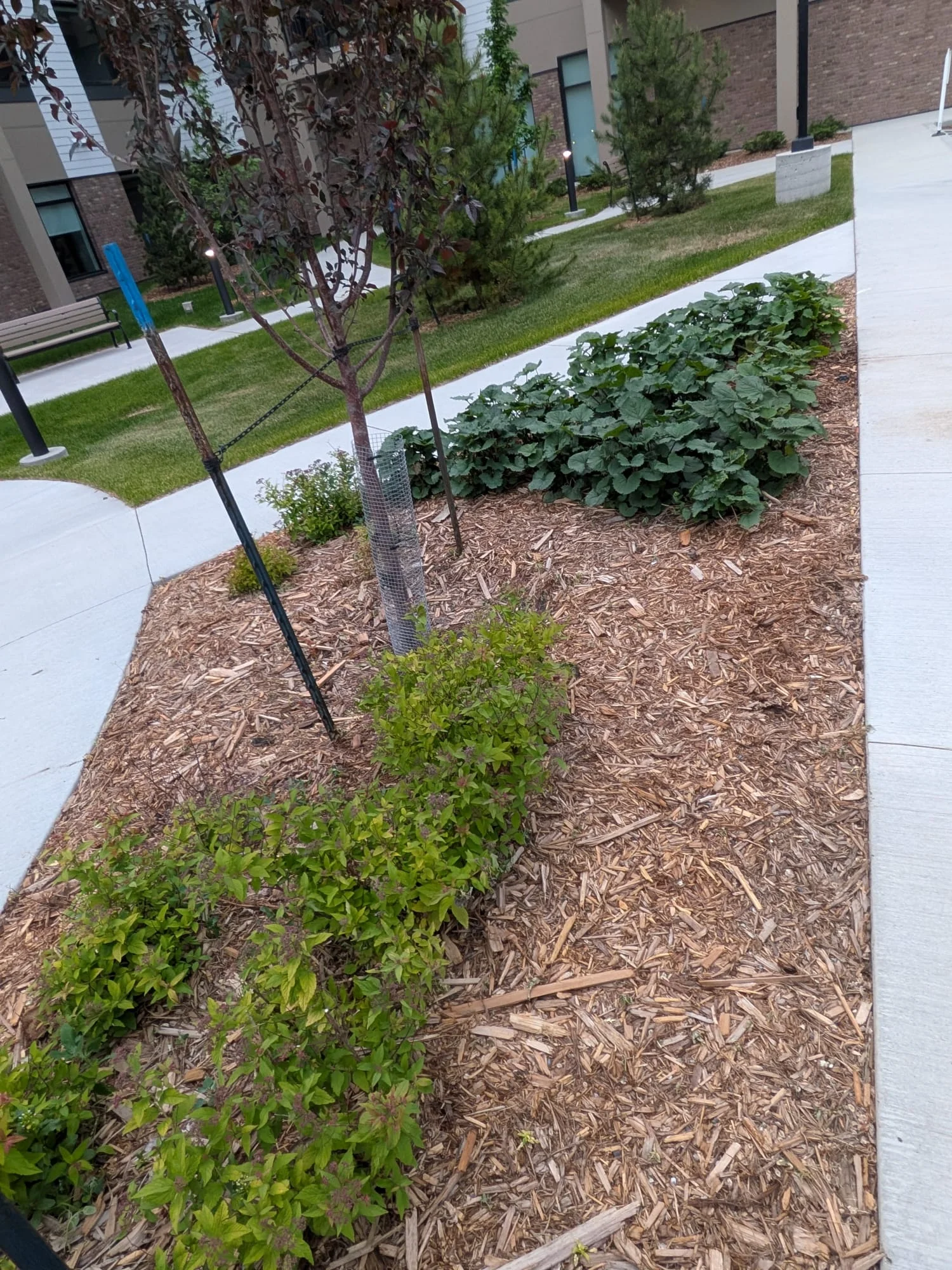Mulched bed with small trees and shrubs