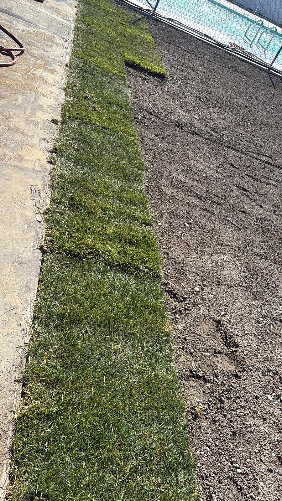Sod placement along a concrete walkway